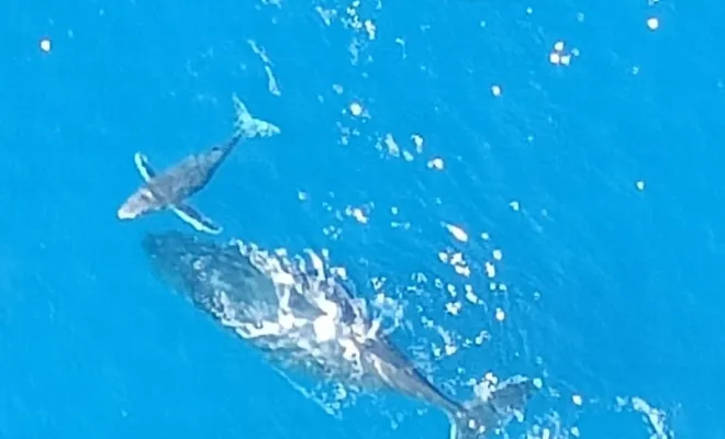 La photo du jour ! Super vol en parapente à Saint-Leu, Île de la Réunion avec Amazone Parapente., Saint-Leu, Amazone Parapente